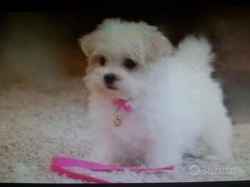 Maltese toy mini