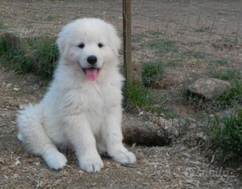 Cucciolo pastore abruzzese