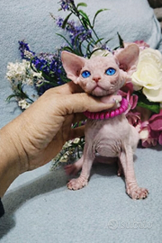 Femmina sphynx White