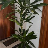 Vaso più pianta