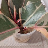 talea ficus elastica Belize 