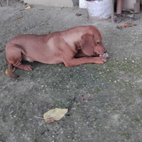 Seguici incrocio kopov e maremmano età 6 mes