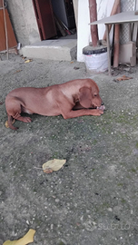 Seguici incrocio kopov e maremmano età 6 mes