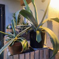 Agave di varie dimensioni 