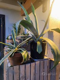 Agave di varie dimensioni 