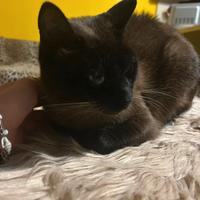 Gatto siamese e tricolore