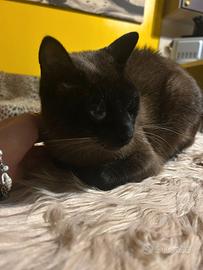 Gatto siamese e tricolore