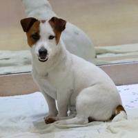 Jack russell cucciolone alta genealogia