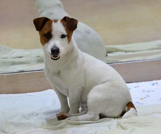 Jack russell cucciolone alta genealogia