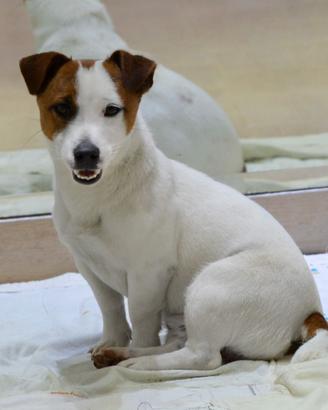 Jack russell cucciolone alta genealogia