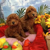 Disponibili Cuccioli Rossi Barboncini Red