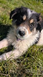 ? Sal & Pepe, due cuccioli dolcissimi ?