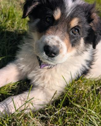 ? Sal & Pepe, due cuccioli dolcissimi ?
