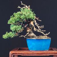 shohin BONSAI ginepro Itoigawa