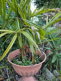 palme