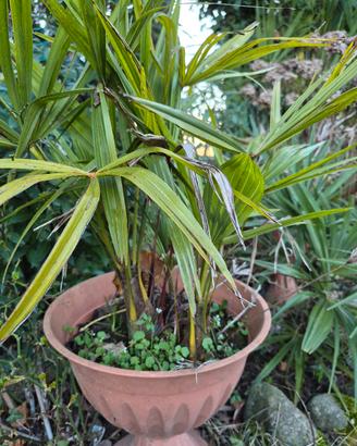 palme