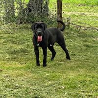 Sansone cucciolone meticcio corso