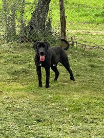 Sansone cucciolone meticcio corso