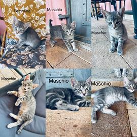 Gattini grigi Grotte Santo Stefano (VT)