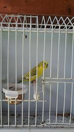 Cocorite