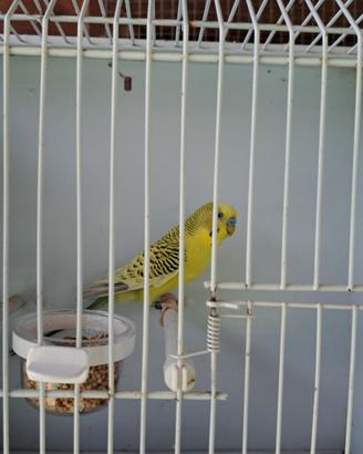 Cocorite