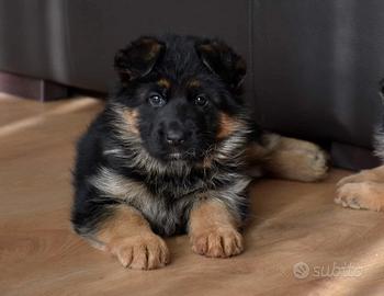 Cuccioli di Pastore Tedesco