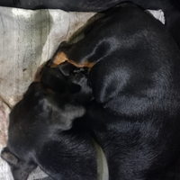 Cuccioli e cuccioloni di segugi maremmano