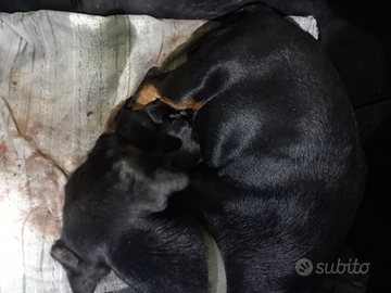 Cuccioli e cuccioloni di segugi maremmano