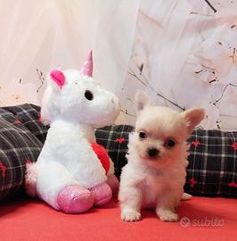 Chihuahua pelo lungo cuccioli