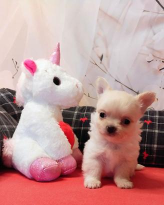 Chihuahua pelo lungo cuccioli