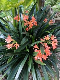 semi di Clivia