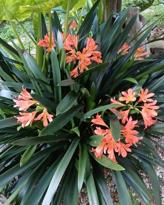 semi di Clivia