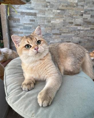 British Shorthair