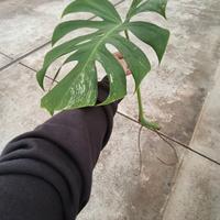 Monstera albo variegata