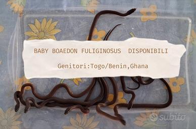 Serpenti baby boaedon Fuliginosus