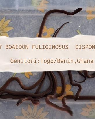 Serpenti baby boaedon Fuliginosus