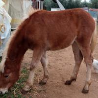 Puledra haflinger