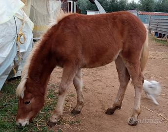 Puledra haflinger