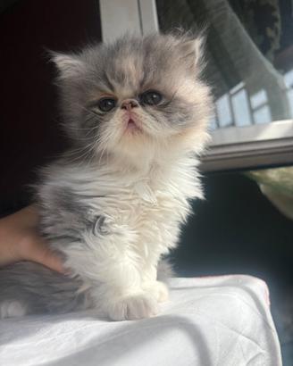 Gatti persiani