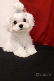 Cucciolo di Bichon Maltese