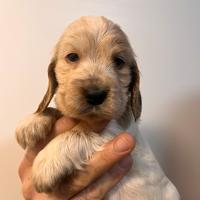 Splendidi cuccioli di cocker spaniel inglese