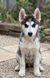 Cuccioli di husky con pedigree di alta genealogia