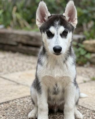 Cuccioli di husky con pedigree di alta genealogia