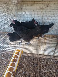 Australorp