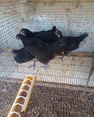 Australorp