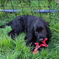 Cucciola di cocker femmina