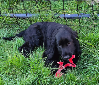 Cucciola di cocker femmina