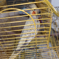 Stupenda Calopsite femmina riproduttivaperlata