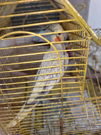 Stupenda Calopsite femmina riproduttivaperlata