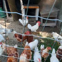 Galli razza gallina bianca di Saluzzo